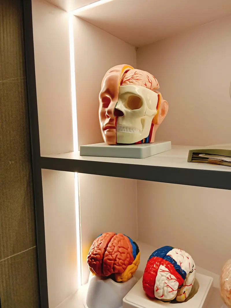 Anatomy models in an educational display