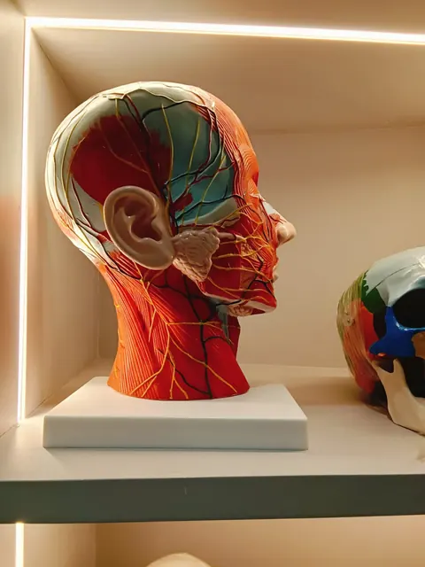 Facial muscle anatomy model