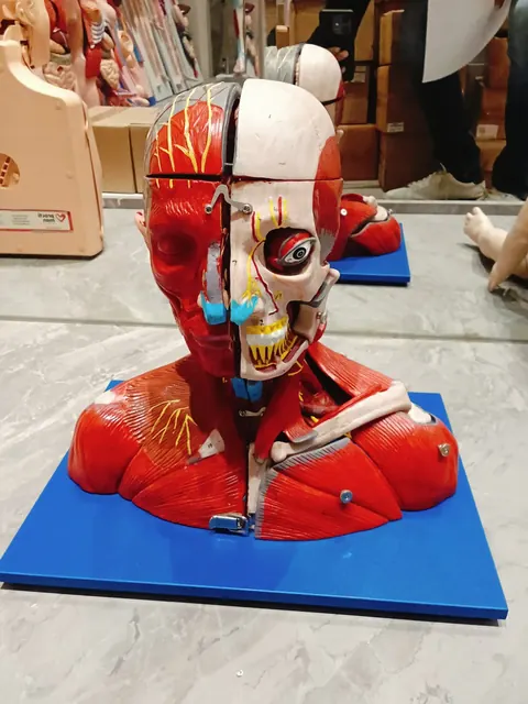 Full body muscle anatomy model