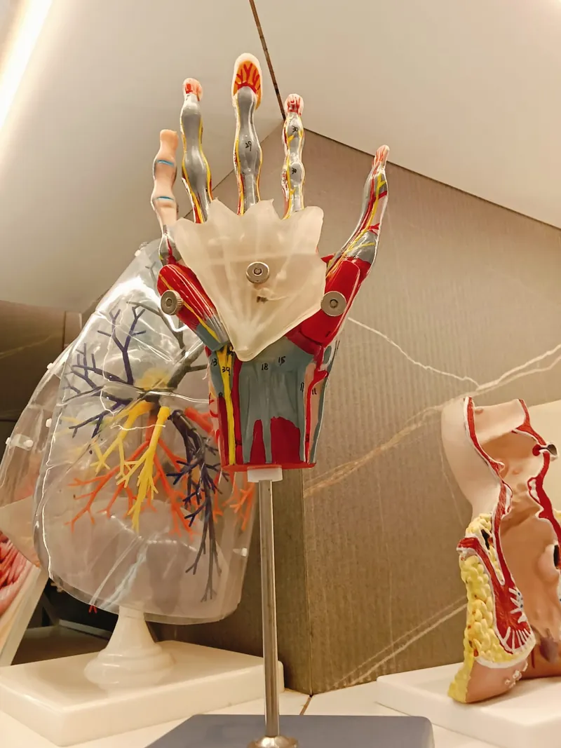 Detailed hand anatomy model