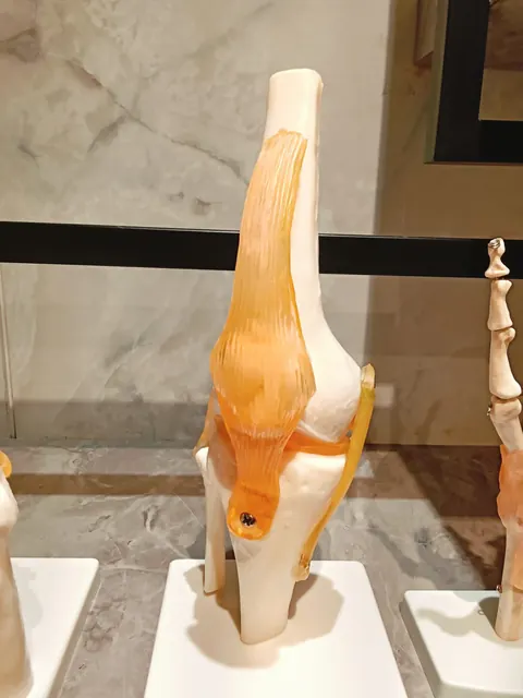 Knee joint anatomy model