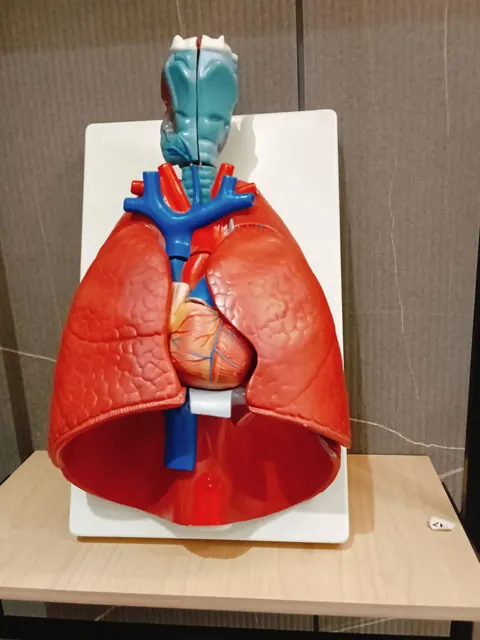 Lung anatomy model