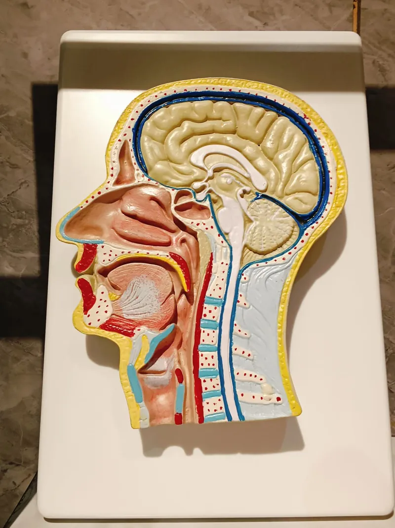 Sagittal head anatomy model