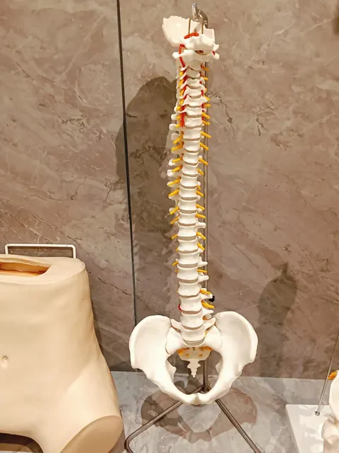 Spine anatomy model