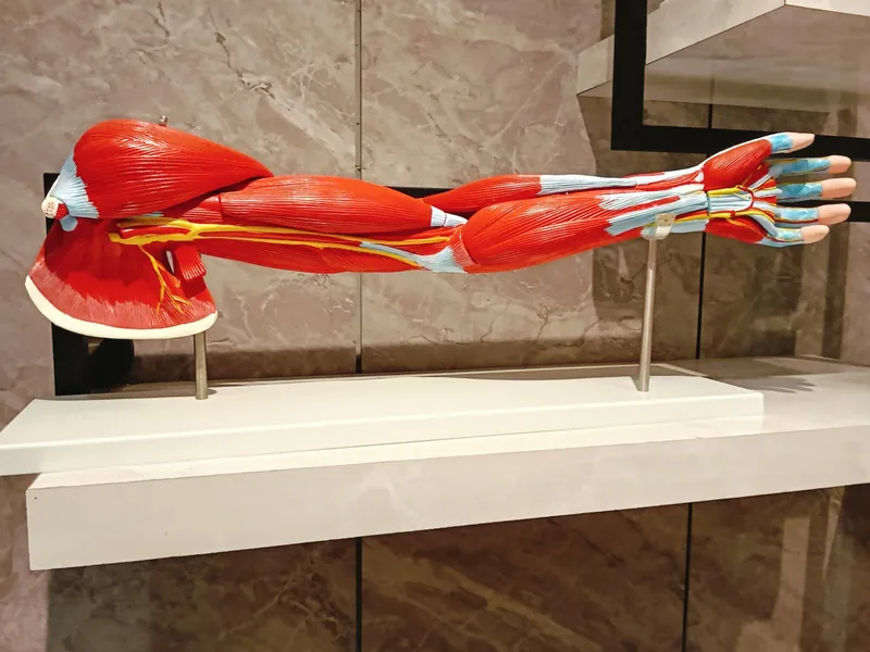 Upper limb muscle anatomy model