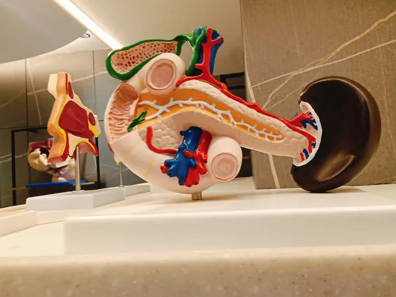 Detailed abdominal anatomy teaching model
