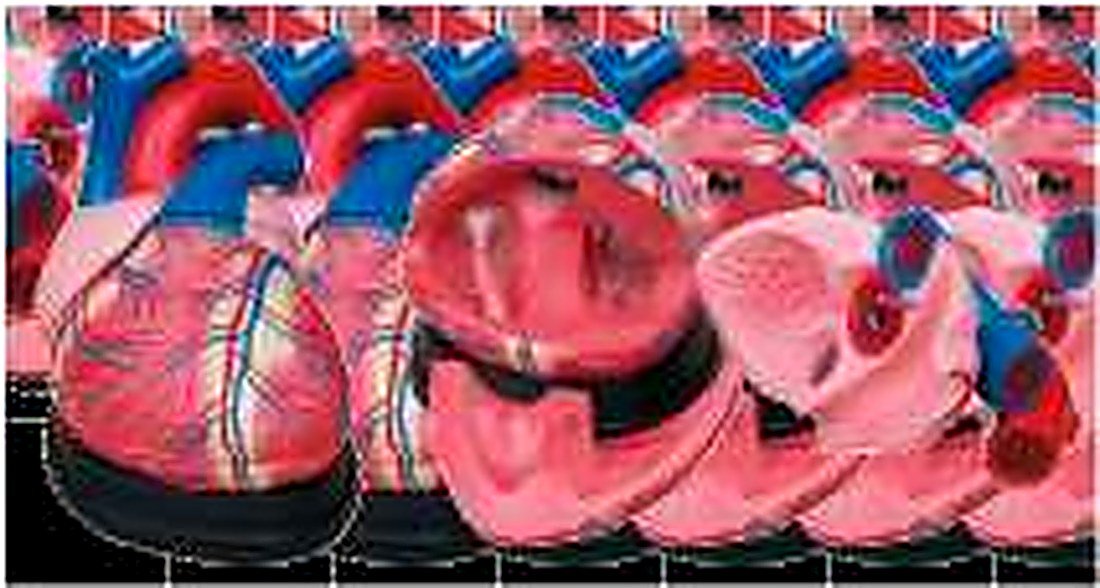 JUMBO HEART MODEL (IMPORTED) - This model