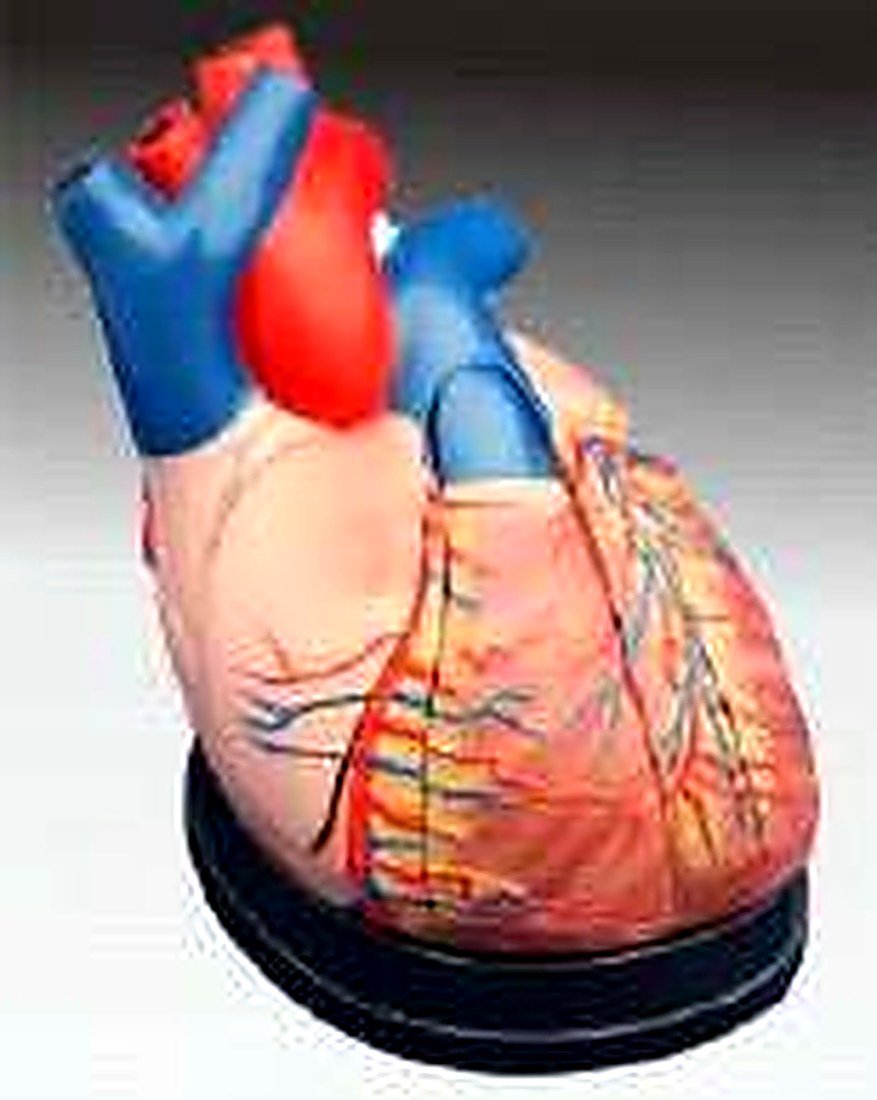 MIDDLE HEART MODEL(IMPORTED) - This model
