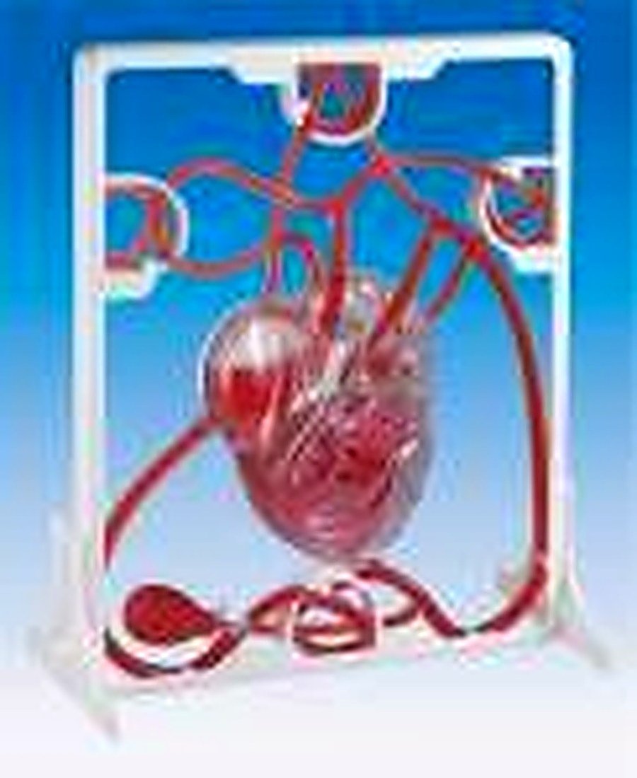 PUMPING HEART (IMPORTED) - A 3-D working