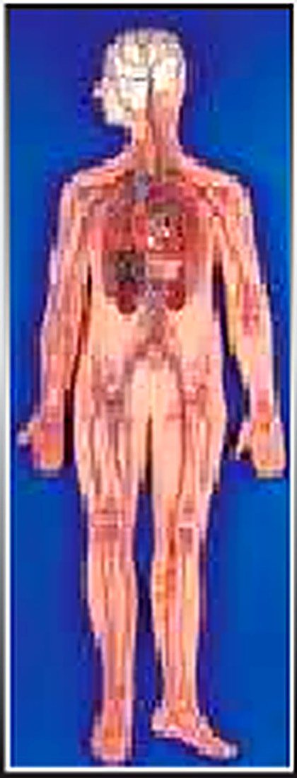 CIRCULATORY SYSTEM MODEL (IMPORTED) - 1.