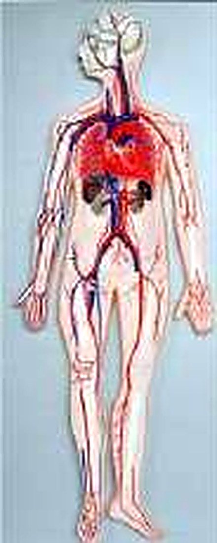 BLOOD CIRCULATION SYSTEM (IMPORTED) - An