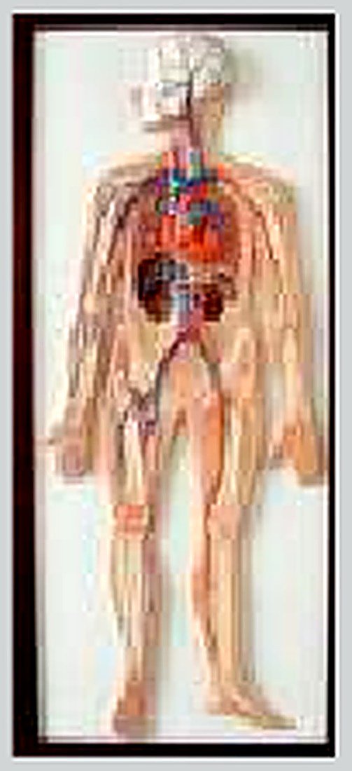 Relief model of blood circulation (IMPORTED)