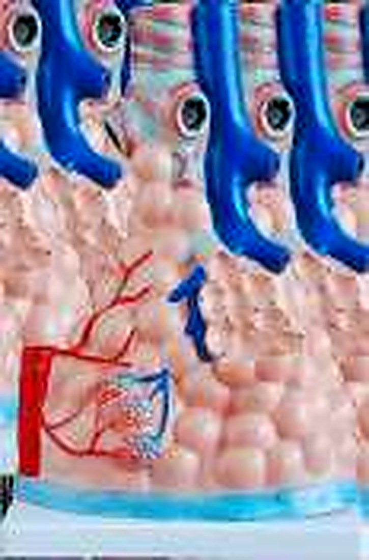 MAGNIFIEN PULMONARY ALVEOLI MODEL