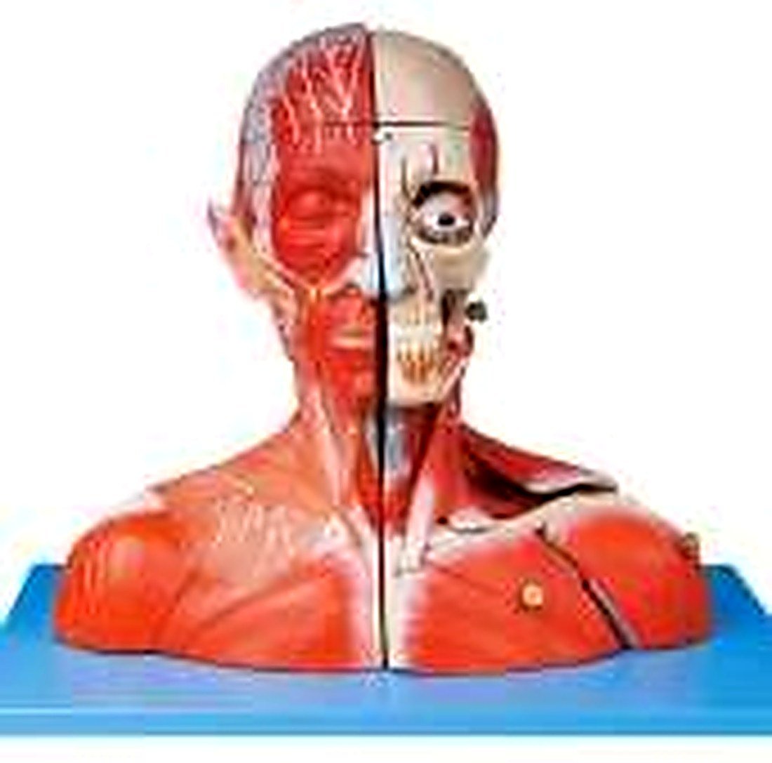 HEAD AND NECK WITH BLOOD VESSELS,