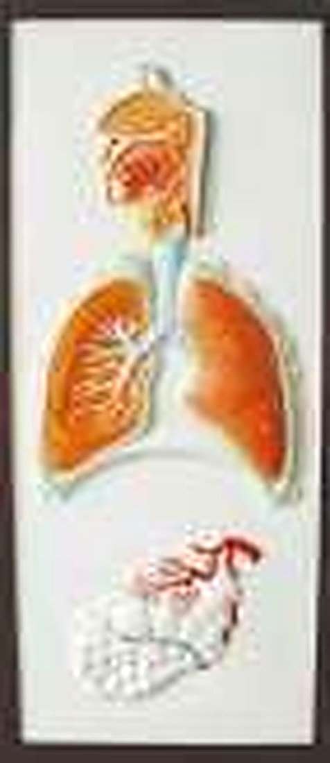 Relief model of respiratory system (IMPORTED)