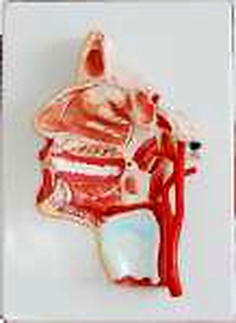 MODEL OF THE HEAD (IMPORTED)- This model