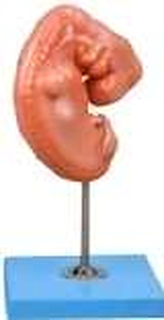 EMBRYO MODEL (IMPORTED) - The embryo model is about 4 weeks old, and mounted on a stand.