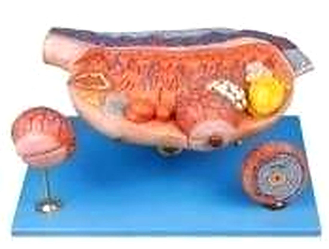 OVARY MODEL (IMPORTED) - This model consists of 8 parts, including ovary, primary ovarian follicles, secondary ovarian follicles, ovium, ovulation, ovum, corpus luteum, and corpus albicans. (K)