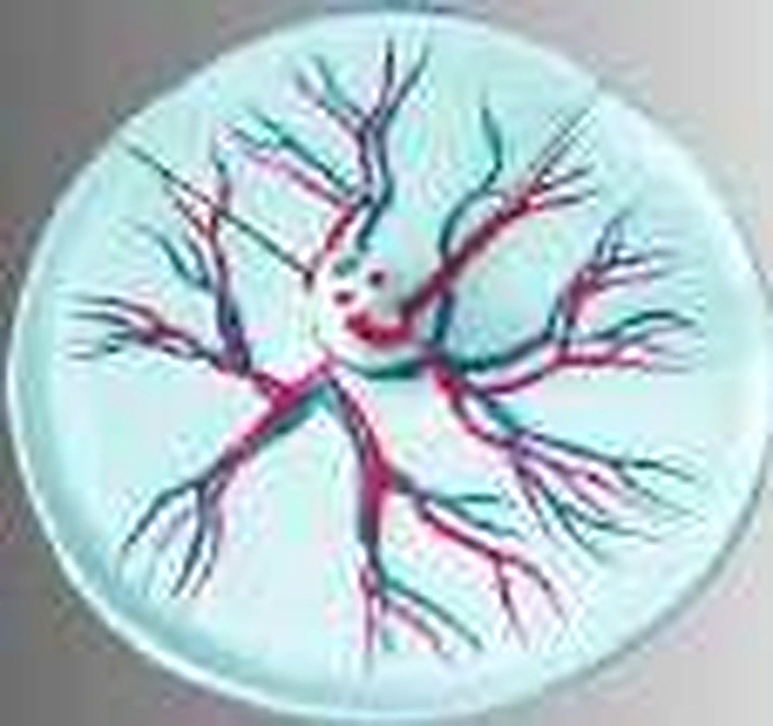 HUMAN PLACENTA ANATOMISE MODEL (IMPORTED) -