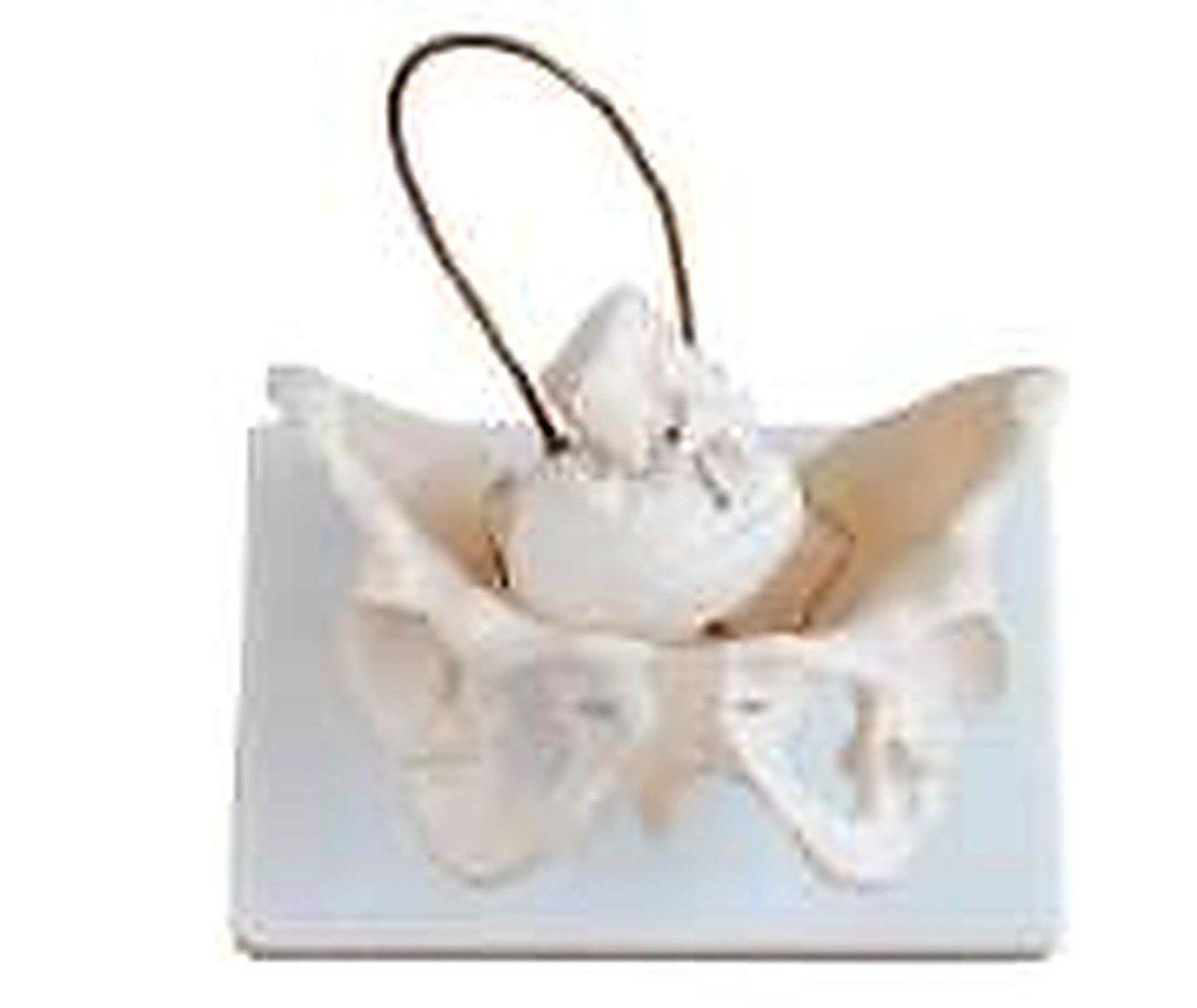 BIRTH DEMONSTRATION MODEL (IMPORTED) -