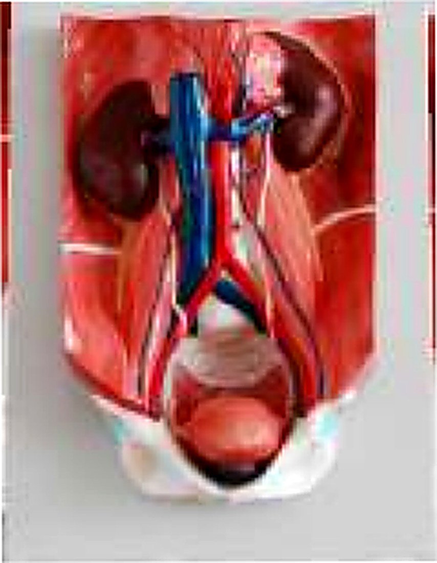 URINARY SYSTEM MODEL (IMPORTED) - The