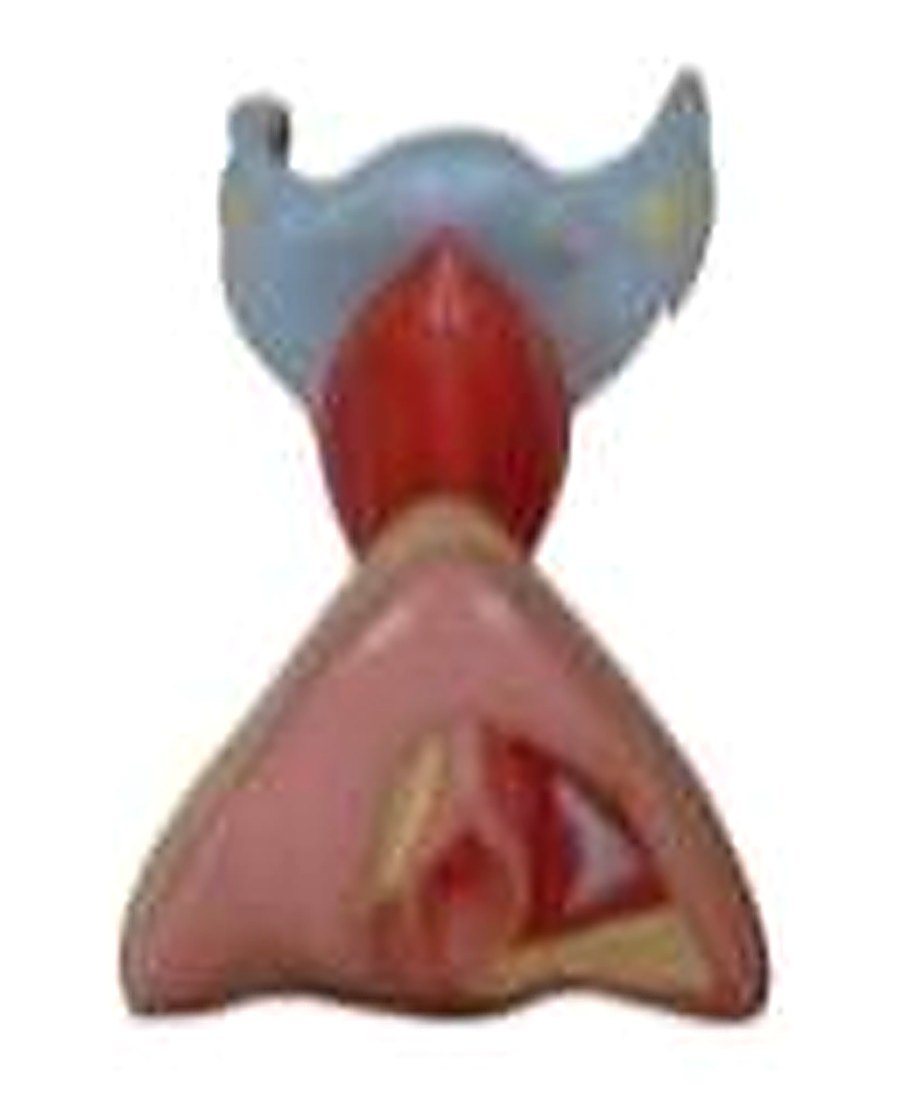 FEMALE INTERNAL AND EXTERNAL ORGANS