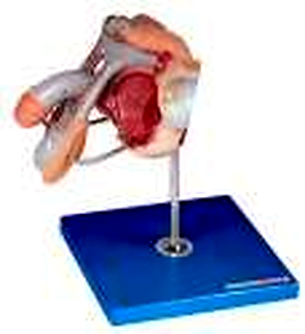 MALE GENITAL ORGANS MODEL (IMPORTED) –