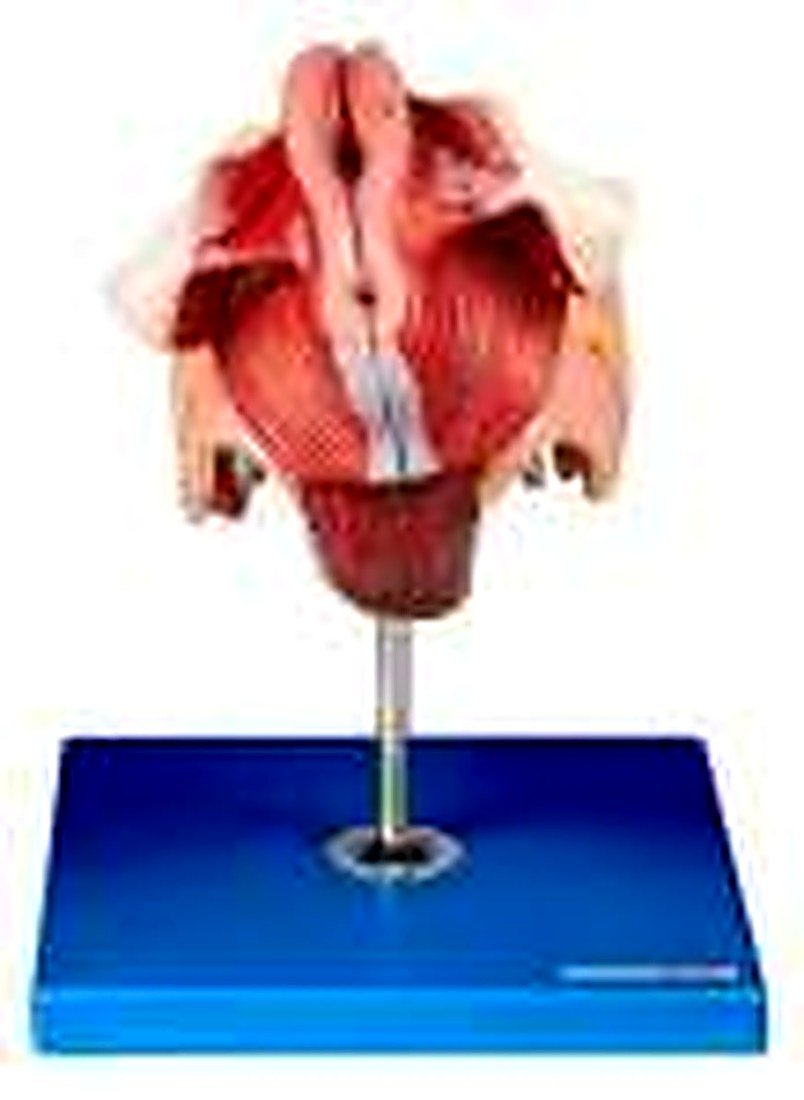 FEMALE GENITAL ORGANS MODEL(IMPORTED) -
