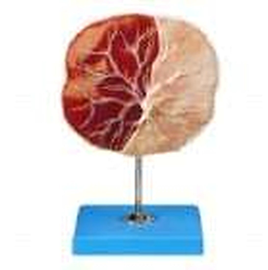 HUMAN PLACENTA MODEL(IMPORTED) –
