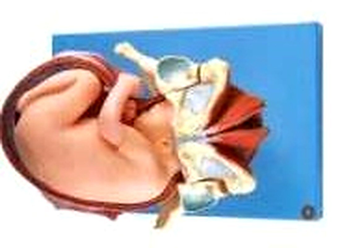 DEMONSTRATION MODEL OF A CHILD BIRTH 3 STAGES (IMPORTED) -
