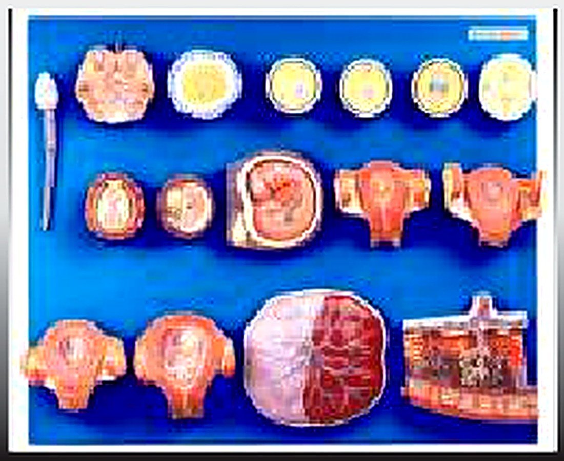 HUMAN FERTILIZATION AND EMBRYOGENY