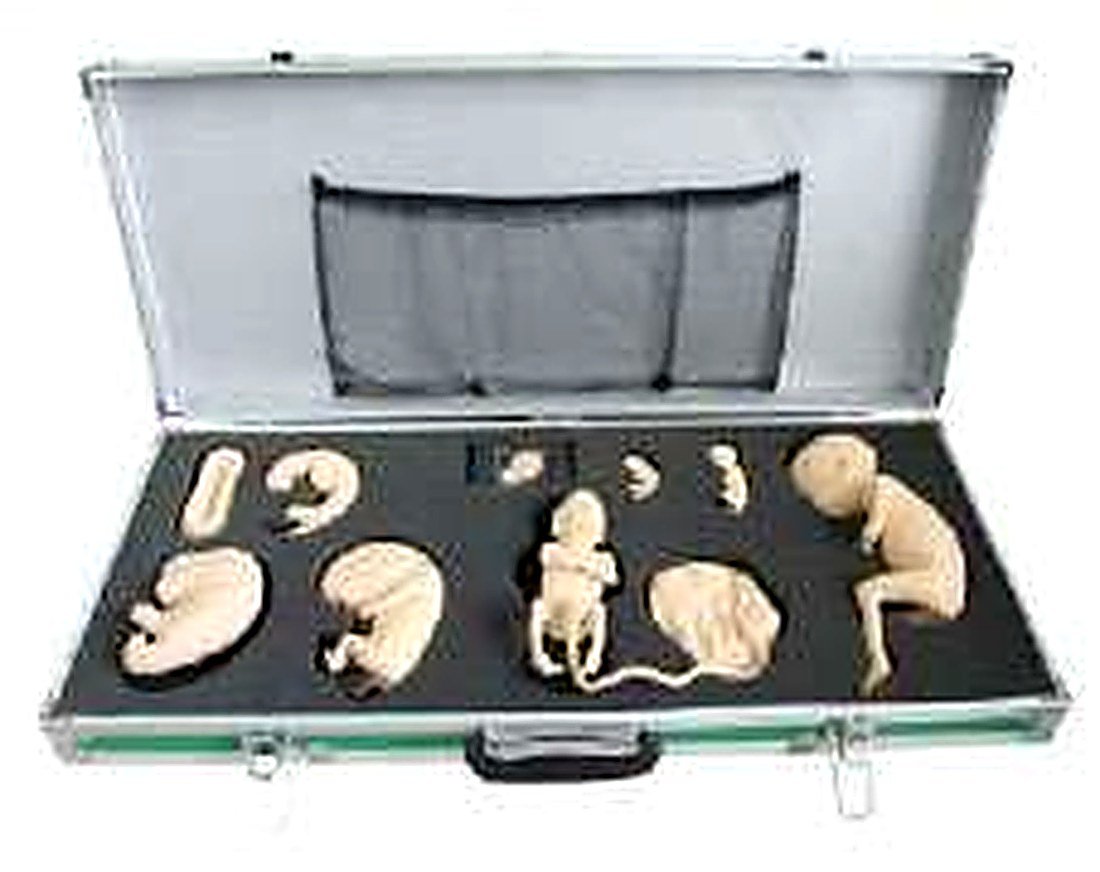 ADVANCED EMBRYO DEVELOPMENT PROCESS