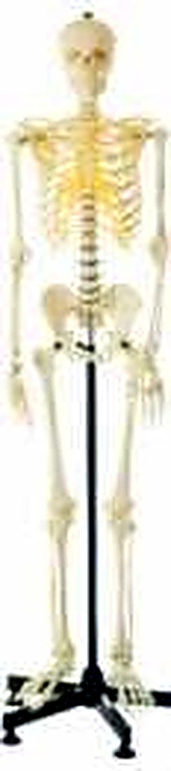 HUMAN SKELETON LIFE SIZE (TALL 162CM) alternate view