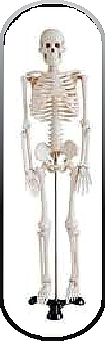 LIFE SIZE SKELETON WITH LIGAMENTS AND PAINTED MUSCLES (IMPORTED) - Based on HK- alternate view