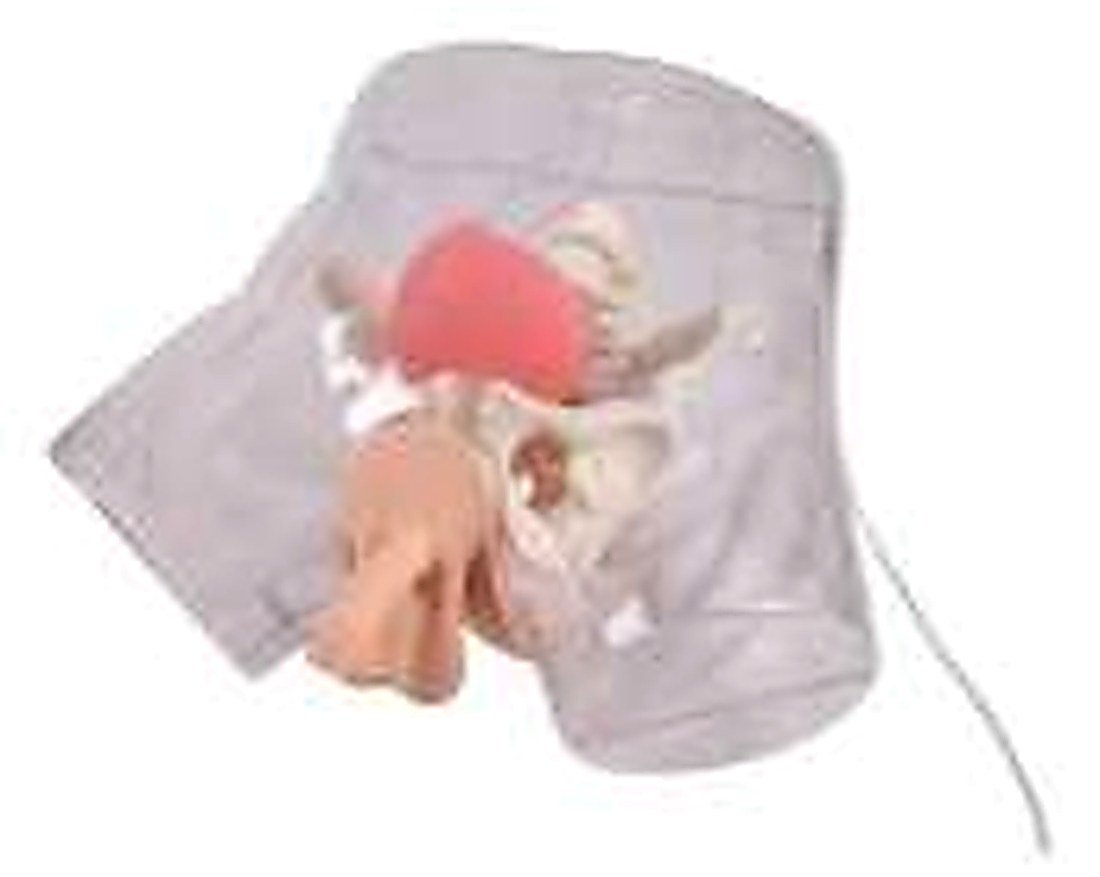 TRANSPARENT MALE CATHETERIZATION MODEL (IMPORTED) -