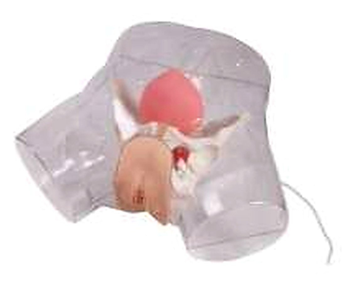 TRANSPARENT FEMALE CATHETERIZATION MODEL (IMPORTED) -