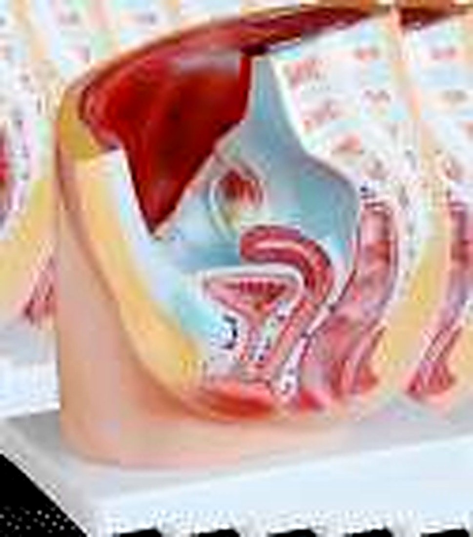 HUMAN FEMALE PELVIS SECTION MODEL