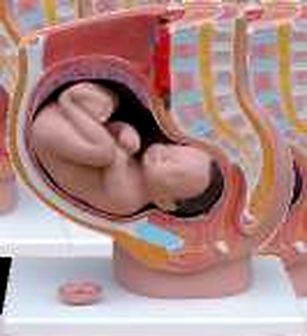 HUMAN FEMALE PREGNANT FEMALE PELVIS
