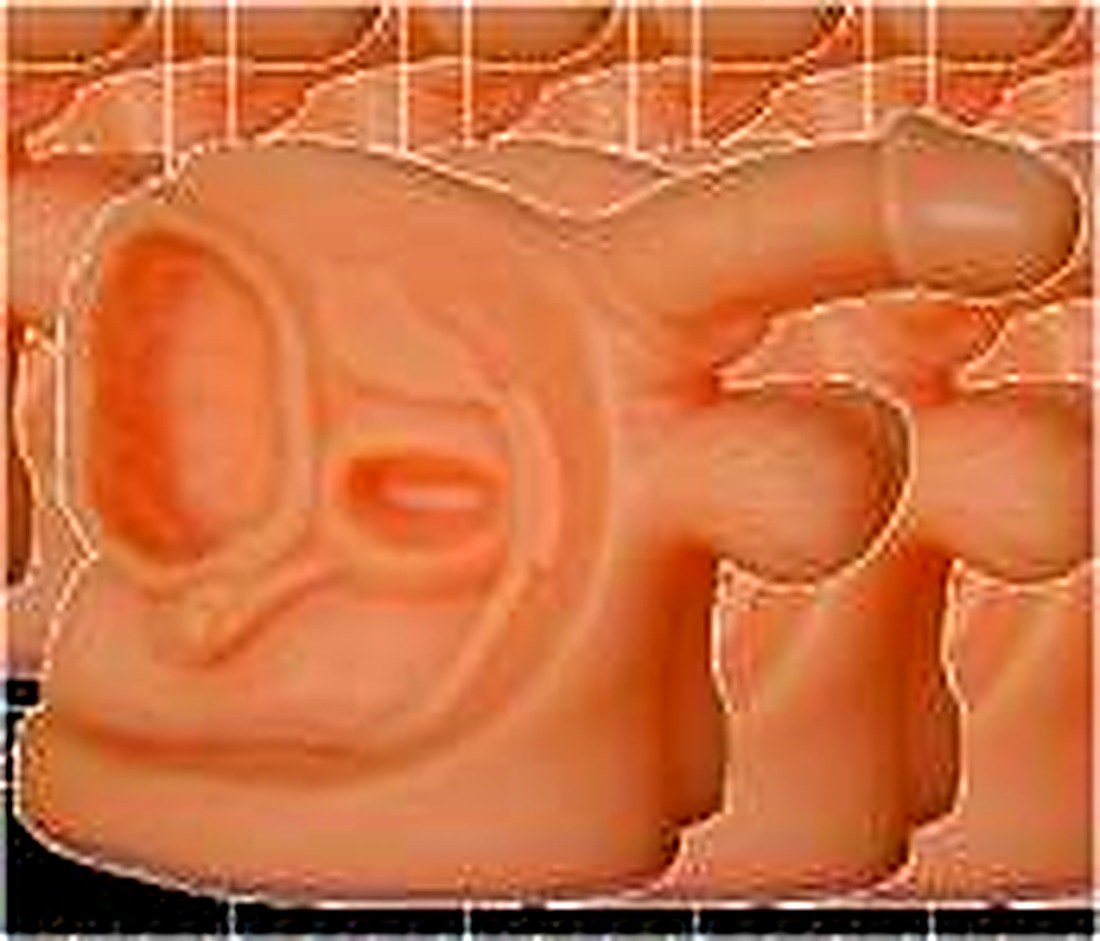 ADVANCED MALE INTERNAL & EXTERNAL