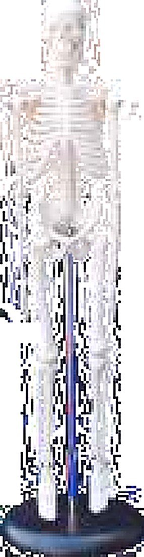 85 CM SKELETON WITH NERVES AND BLOOD alternate view