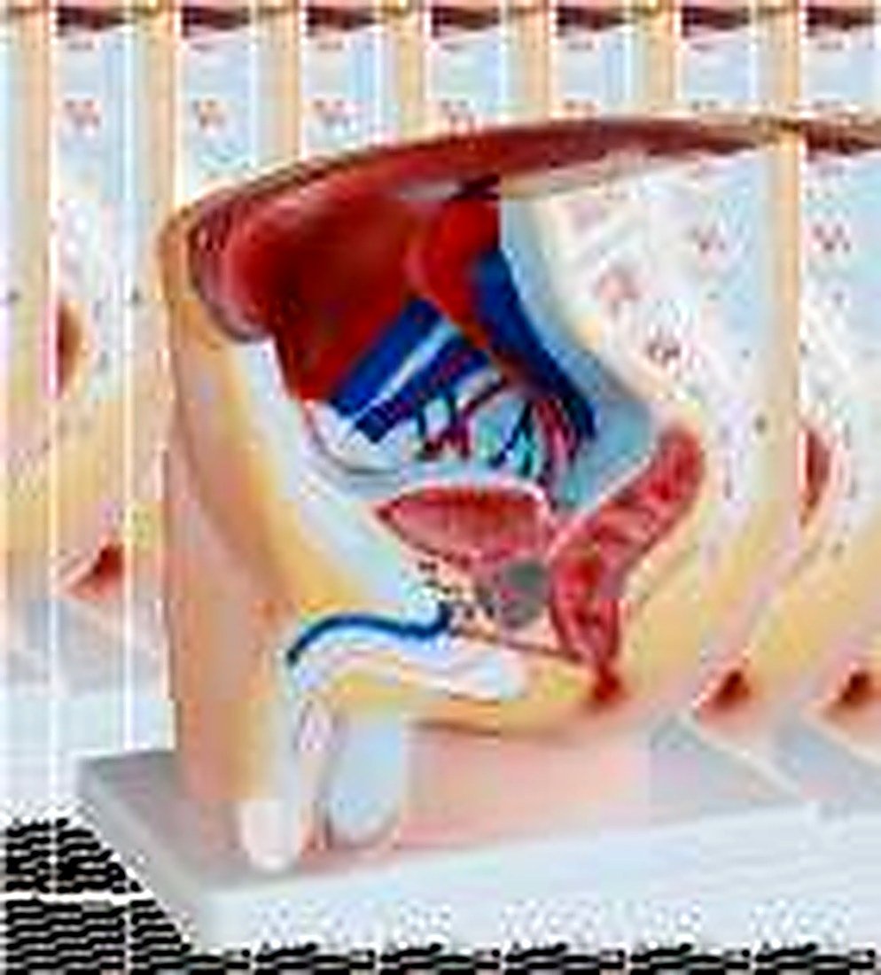 HUMAN MALE PELVIS SECTION MODEL