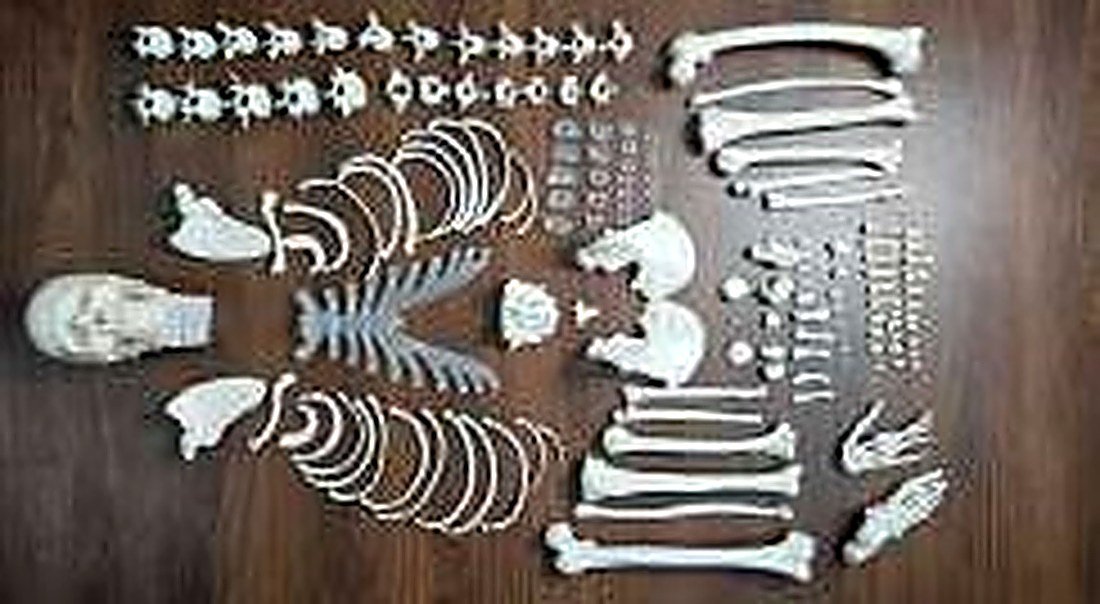 DISARTICULATED SKELETON (IMPORTED) - Life-