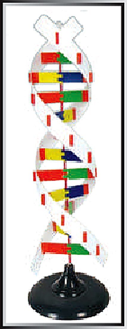 DNA STRUCTURE SIMULATION KIT (IMPORTED) alternate view