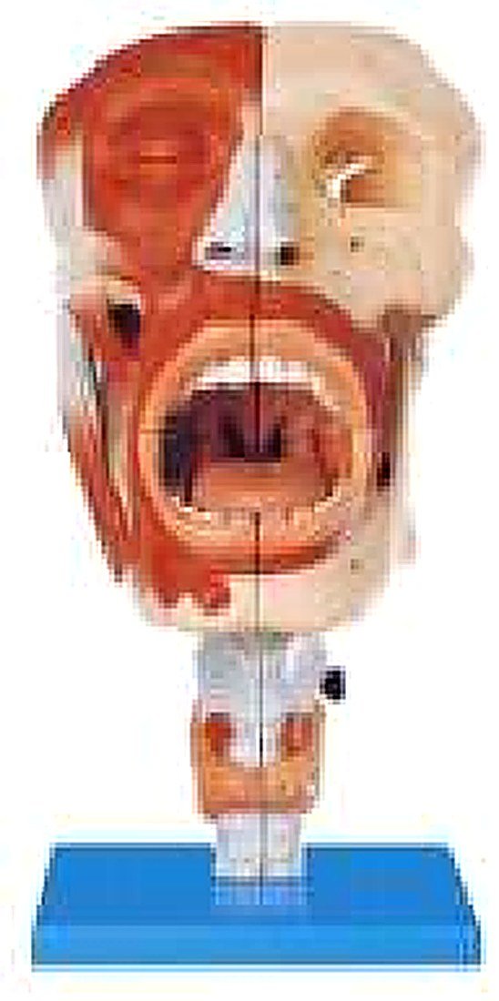 NASAL, ORAL, PHARYNX AND LARYNX CAVITIES