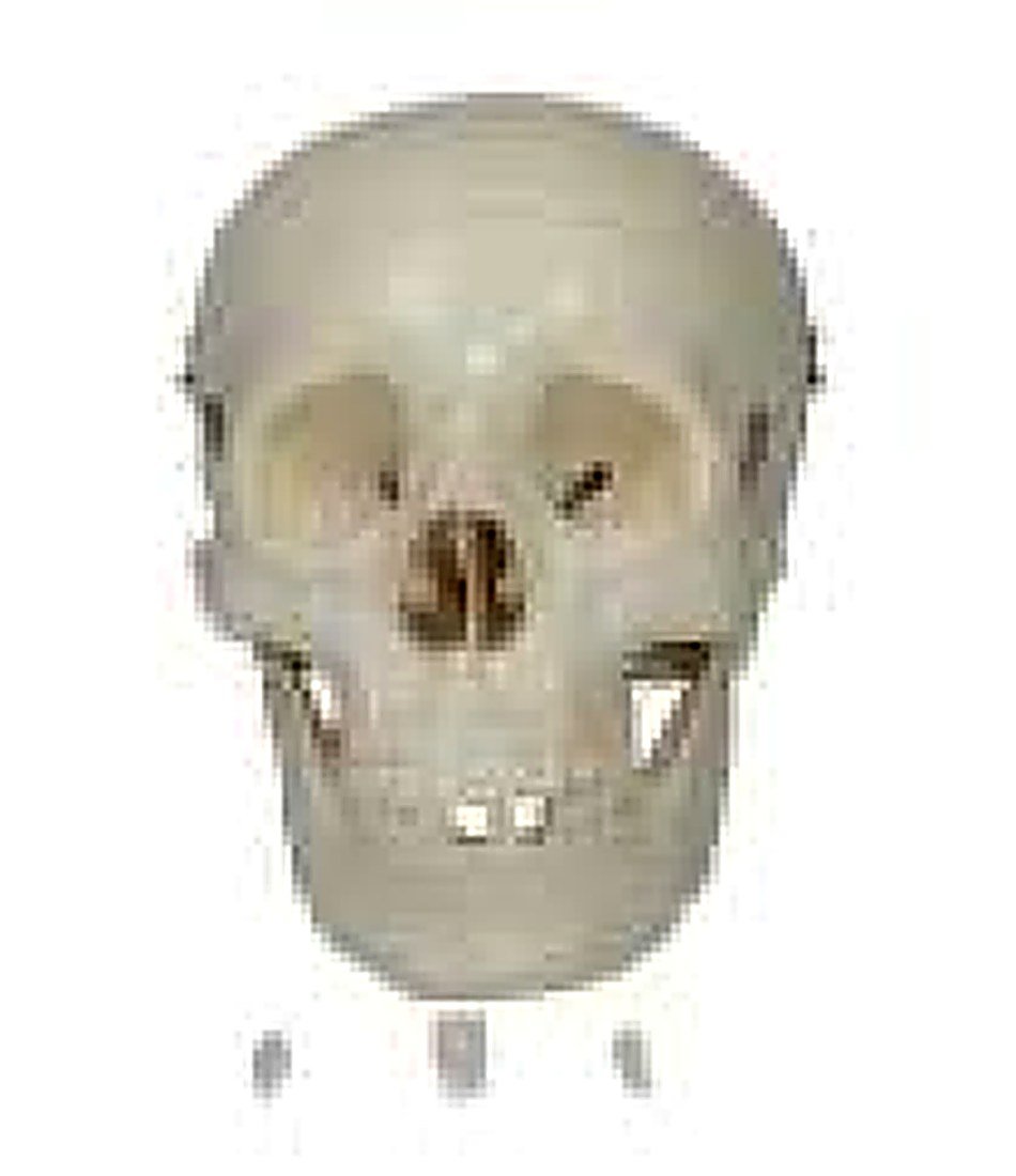 ADULT SKULL LIFE SIZE (IMPORTED) - This life-