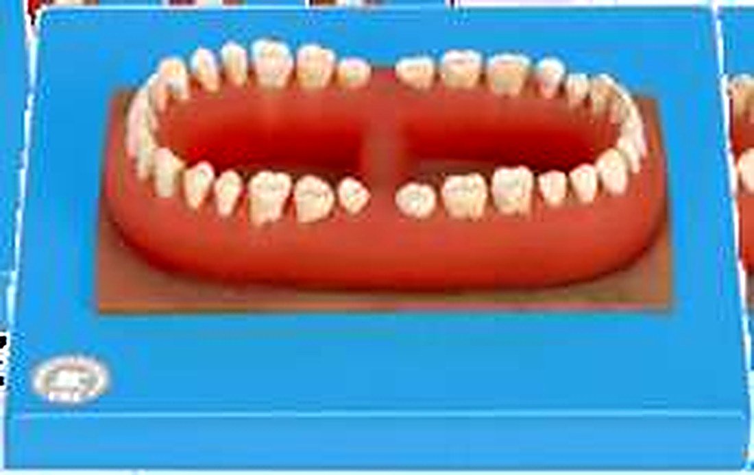 SET OF TEETH OF AN ADULT - The Model