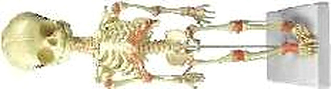 FETUS SKELETON - Life size • Made of PVC