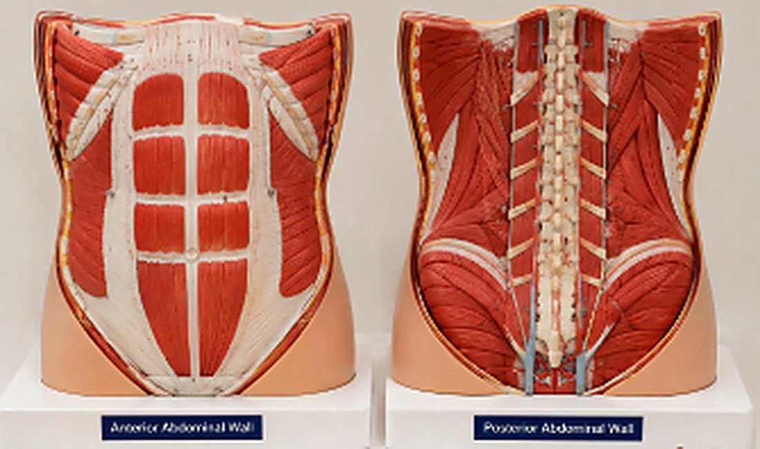 Anterior and Posterior Abdominal Wall Model - This detailed 3D model displays both the anterior and posterior abdominal wall with removable viscera and precisely crafted musculature. Represents the four main anterolateral layers: skin, superficial fascia, muscles with associated fascia, and parietal peritoneum. Key muscles including external oblique, internal oblique, transversus abdominis, and rectus abdominis are color-coded for easy identification