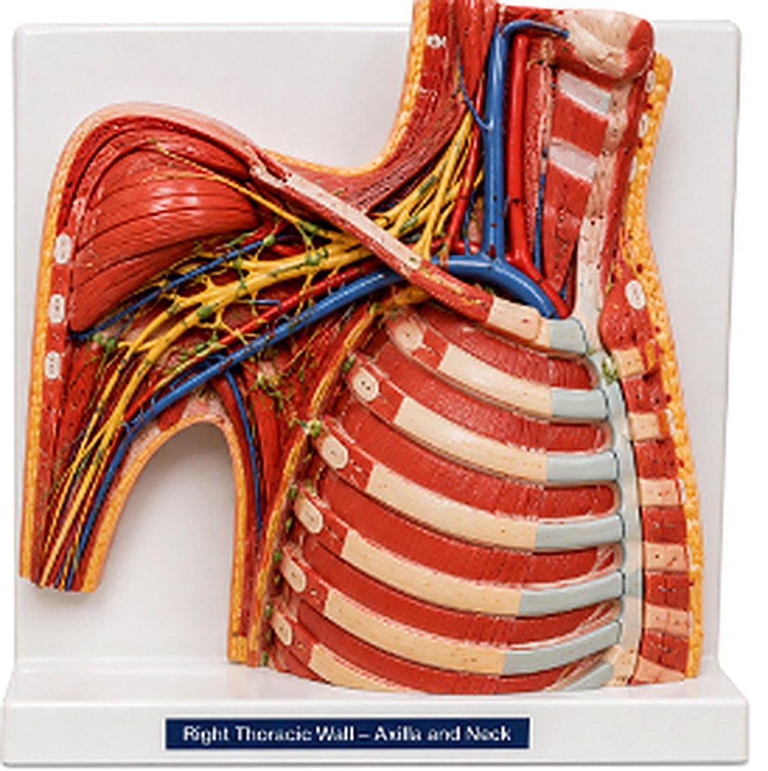 Right Thoracic Wall – Axilla and Neck -
