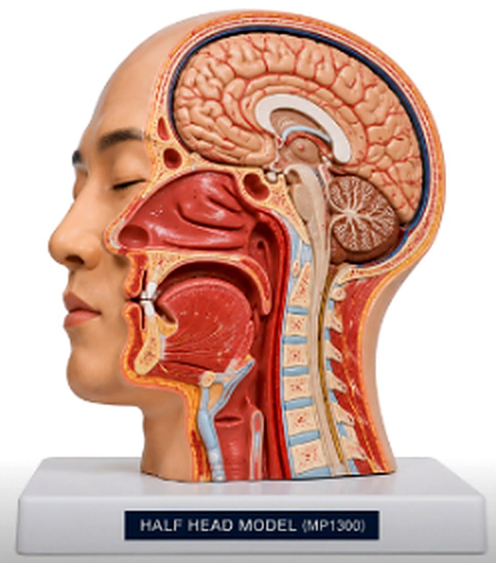 Half Head Model (MP1300) - The Half Head Model (MP1300) is a life-size anatomical teaching model designed to demonstrate the internal and external structures of the human head. A midsagittal section exposes the brain, nasal cavity, oral cavity, pharynx, and upper respiratory tract, providing a clear understanding of head anatomy and the relationships between major structures.